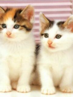 Other Wallpapers 0560